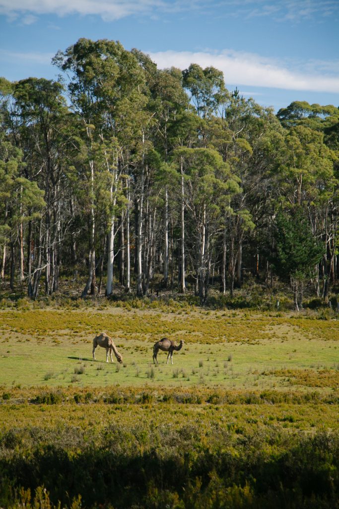 bell tent camping trip with bell tent australia